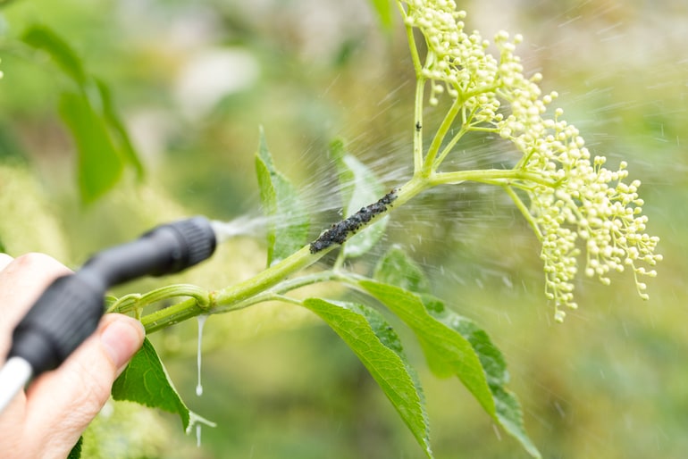 person spraying elder tree with soap solution to remove aphids
