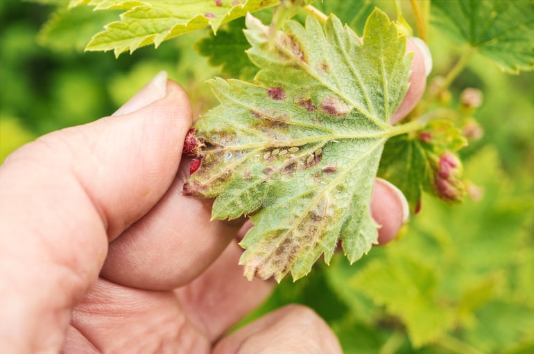 person holding leaf with aphid damage