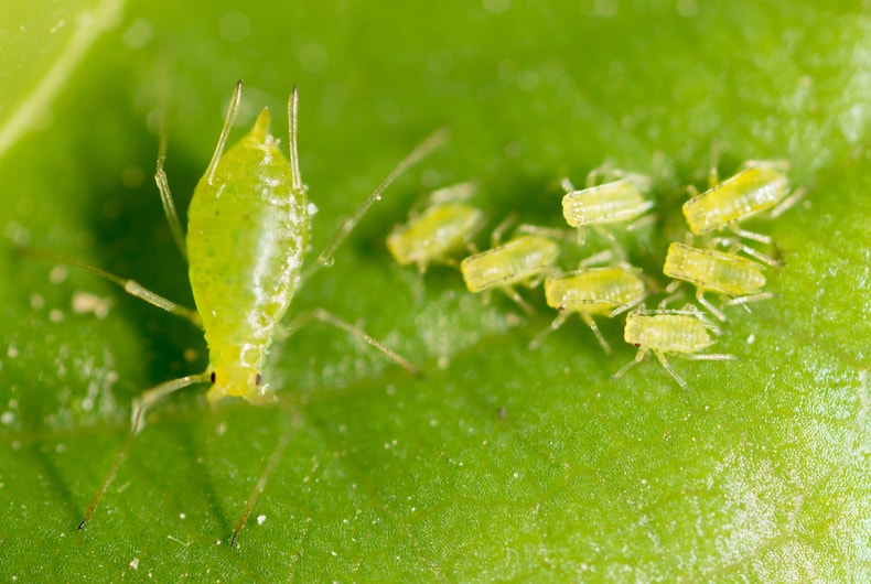 green aphids on a green leaf