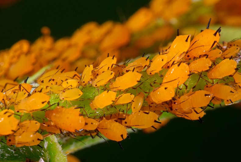 closeup of yellow orange aphids on a branch