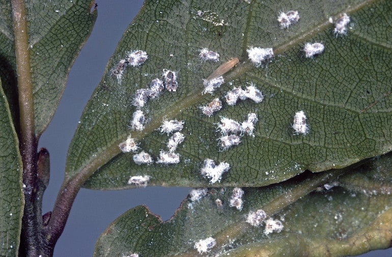 Damage on a bay tree leaf from bay tree suckers