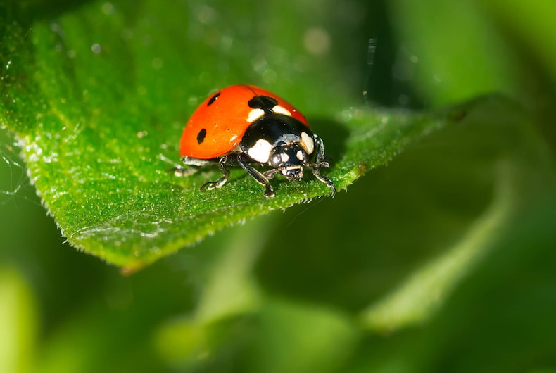 Closeup of ladybird of leaf