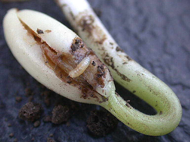 Closeup of soya bean damaged by bean seed fly maggot