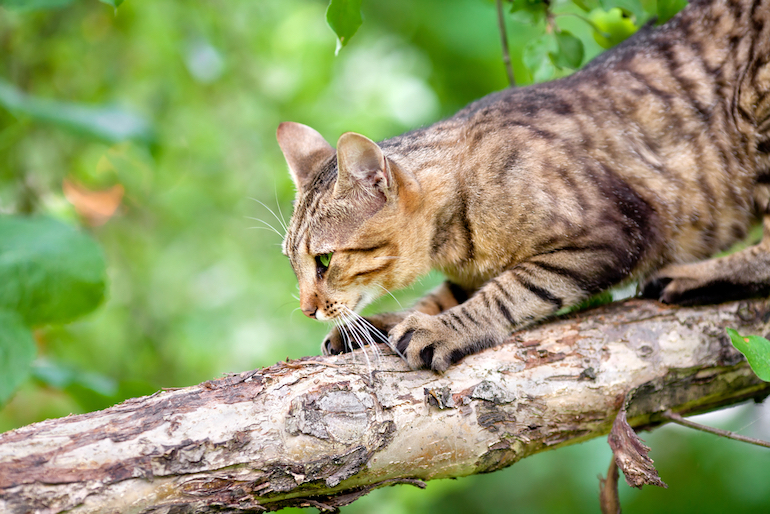 cat scratching on tree bark