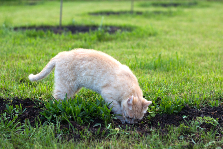 ginger cat digging in a garden