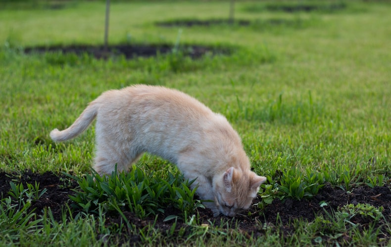 ginger cat digging in a garden
