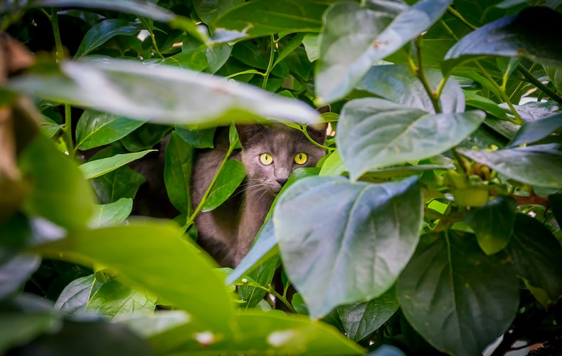 black cat peering out between green leaves