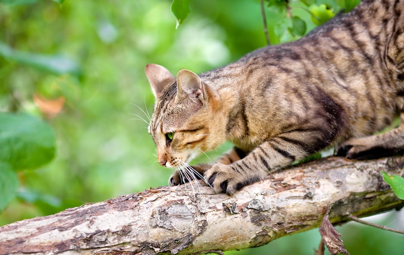 cat scratching on tree bark