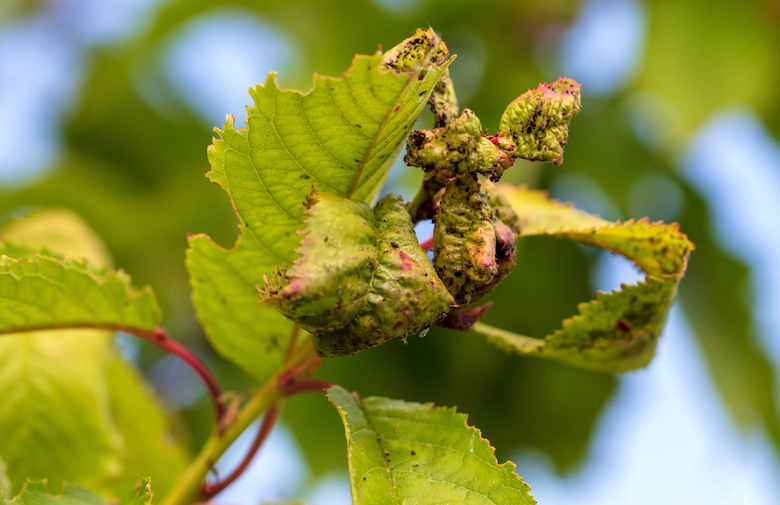 Cherry Aphids Garden Pests Diseases Gardening Tips Thompson Morgan