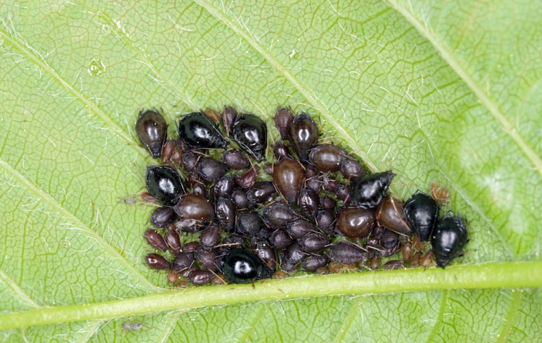 colony of cherry blackfly on a leaf