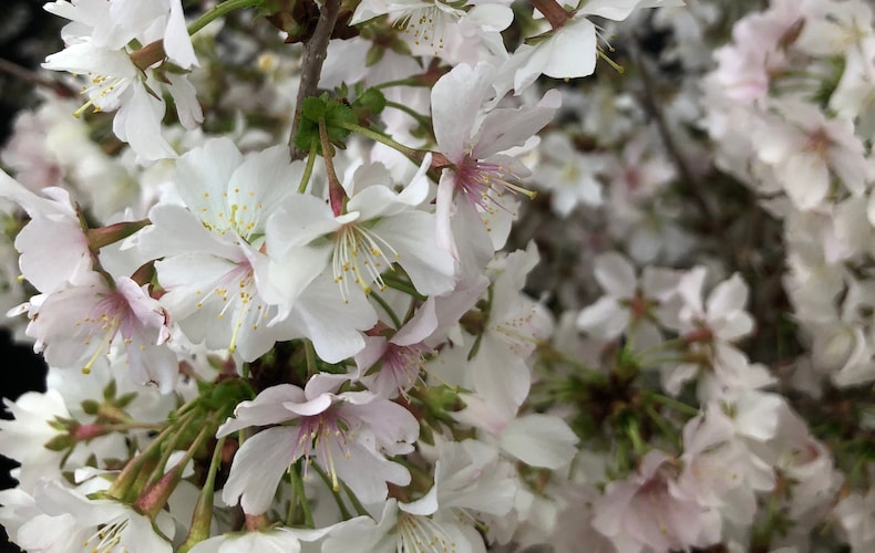 white cherry tree blossom