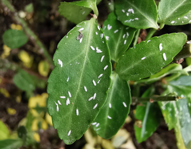 euonymus scale on a euonymus leaf