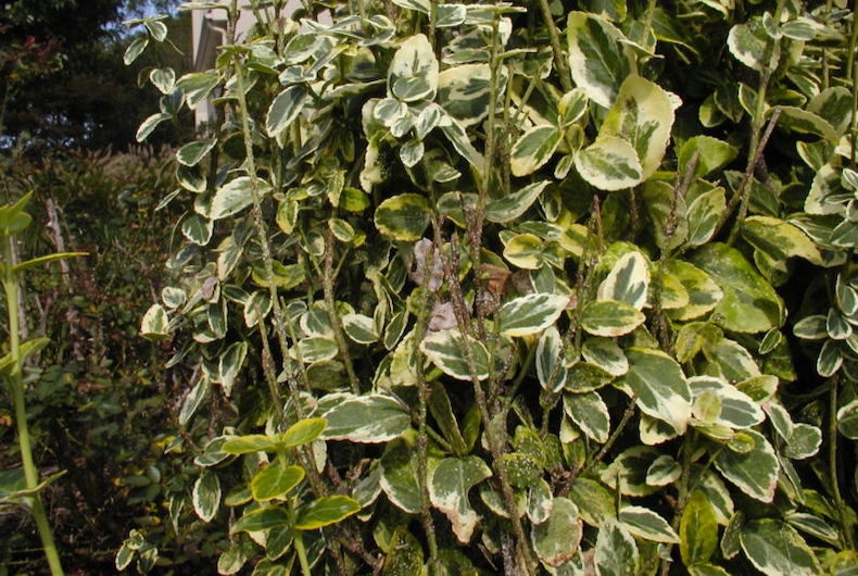 Group of euonymus plants with euonymus scale