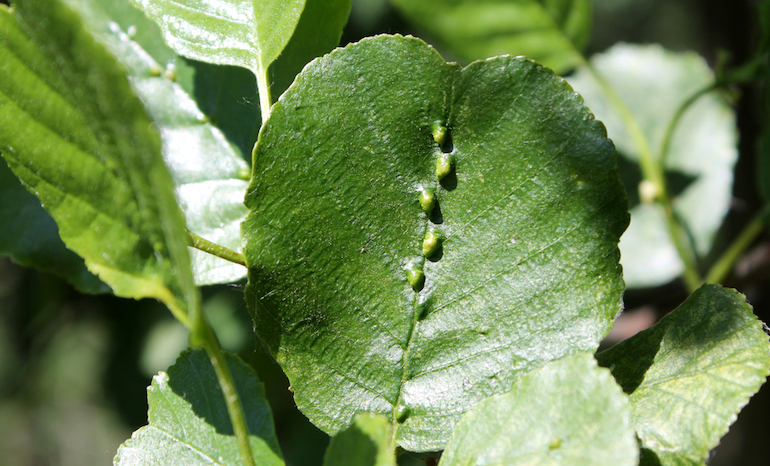 small infestation of gall mites