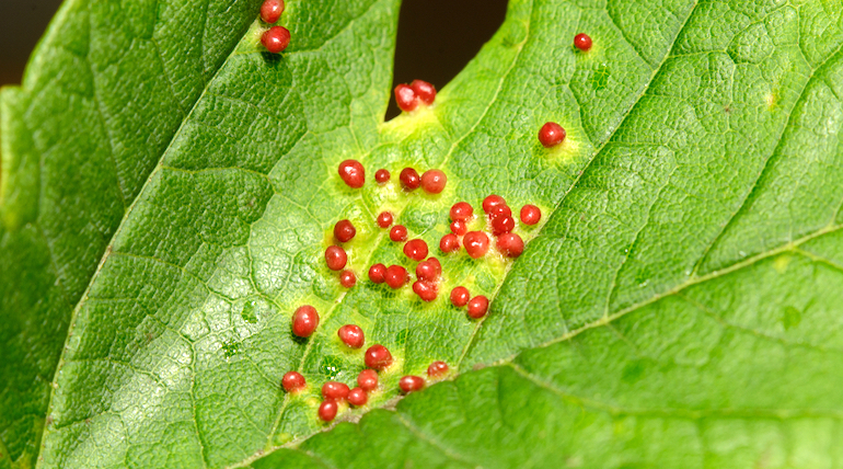 red galls on plant leaf from gall mites