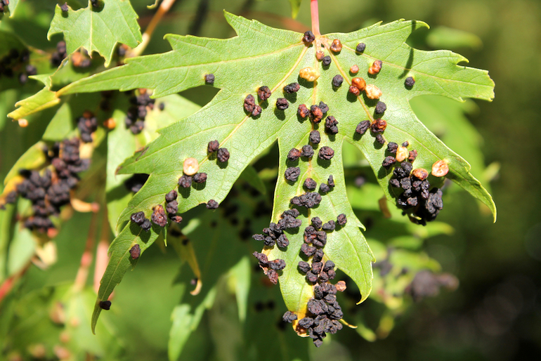 black galls from gall mite damage on a leaf