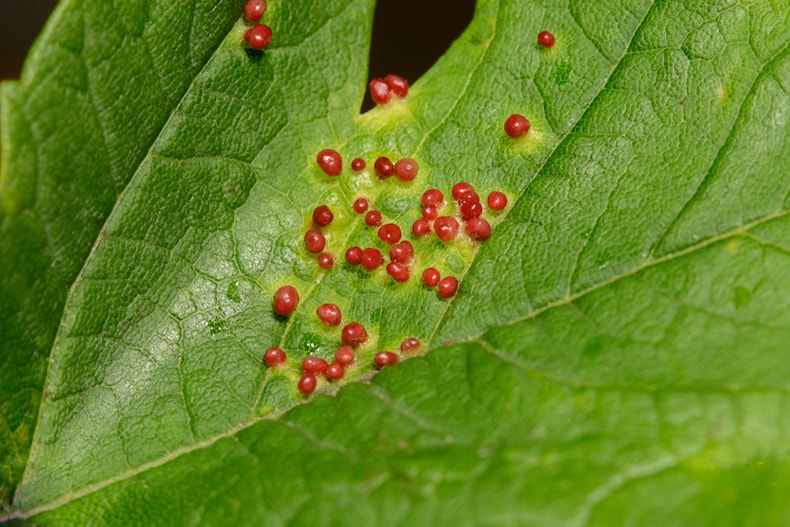 red galls on plant leaf from gall mites