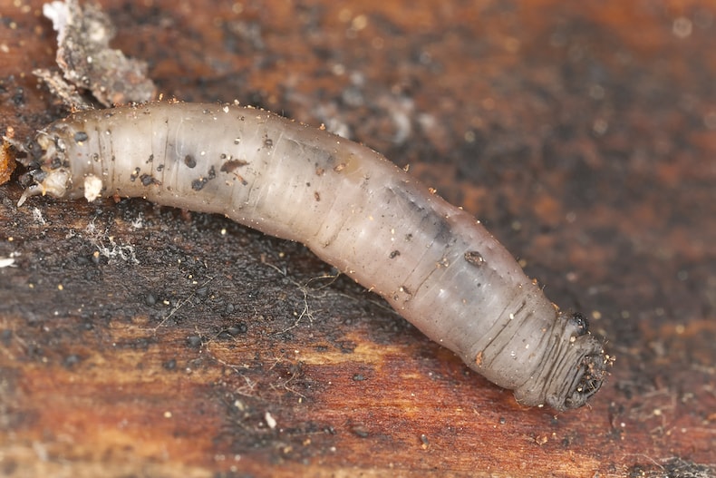 closeup of crane fly larvae - known as leatherjackets