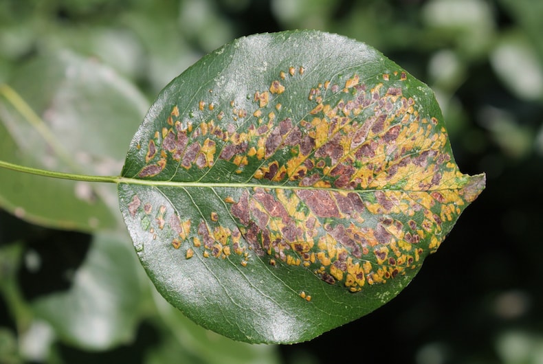 closeup of leaf affected by pear blister mite