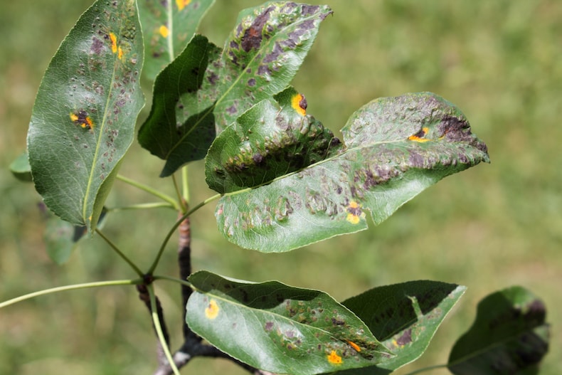 a collection of leaves affected by pear blister mites
