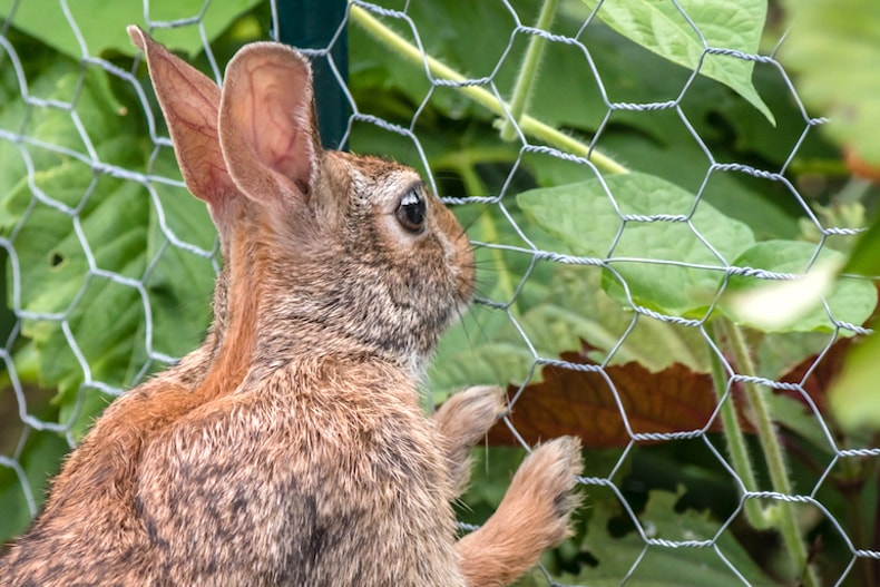 rabbit looking at crops through fencing