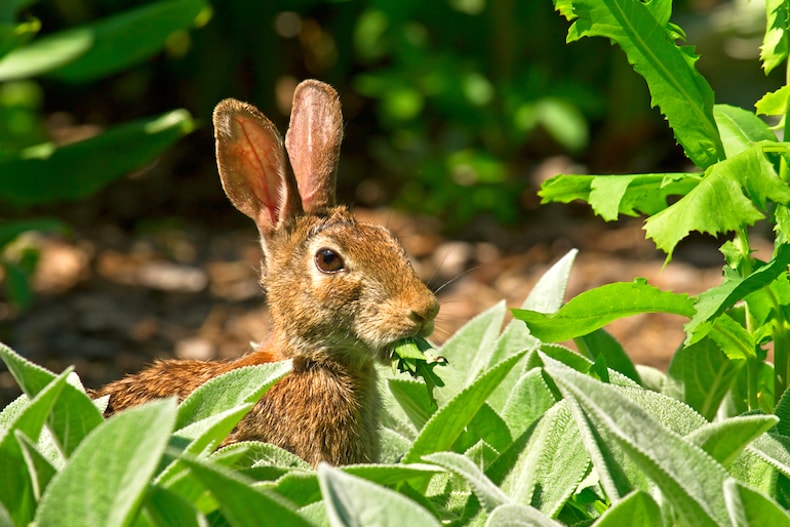 rabbit eating crops from vegetable plot