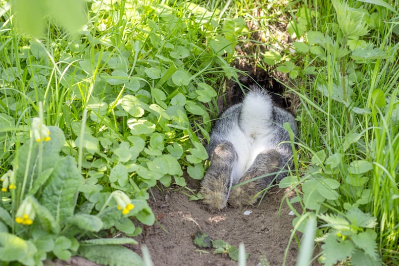 rabbit disappearing down a burrow in a lawn