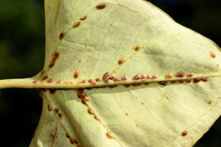 green leaf covered in brown scale insects