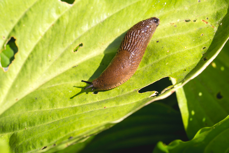 large orange slug on a leaf