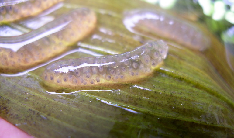 Snail eggs on a leaf in the water