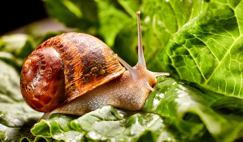 Closeup of a snail in a brown shell