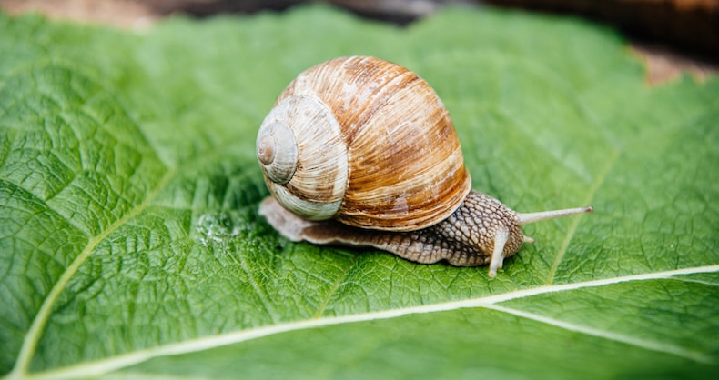 Common snail on green leaf