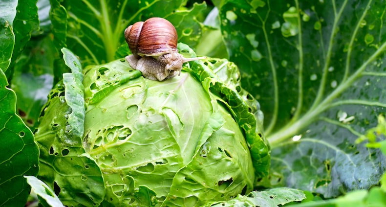 large snail on top of a cabbage that's been eaten away