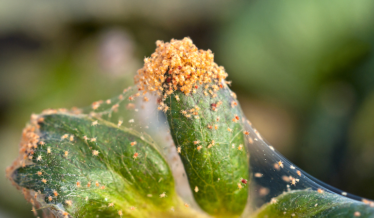 Spider Mite | Garden Pests & Diseases | Gardening Tips | Thompson ...