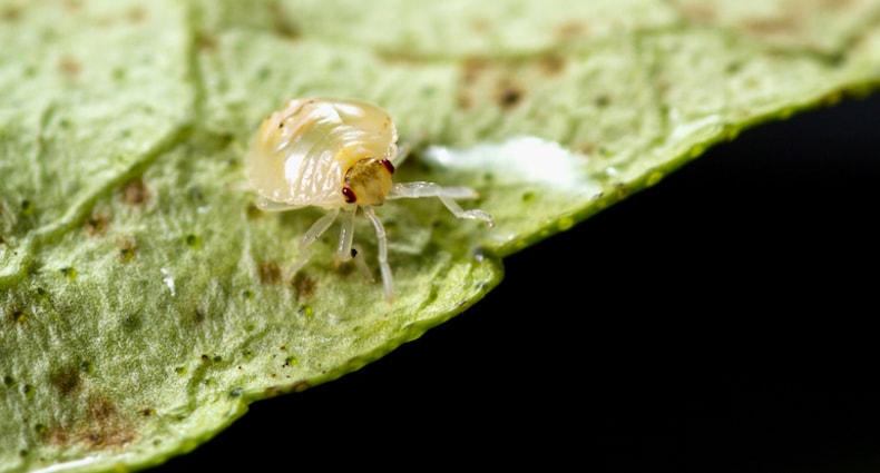 closeup of a pale spider mite on a dying leaf
