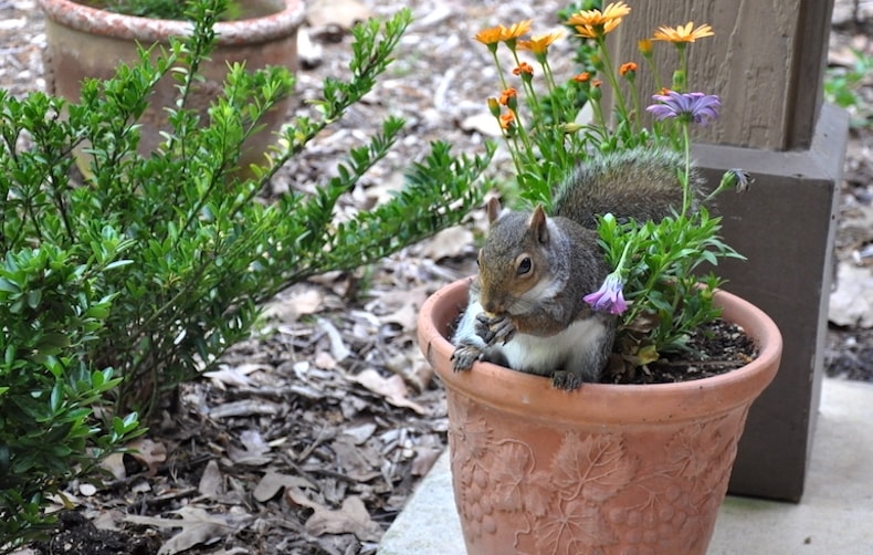 grey squirrel in a plant pot