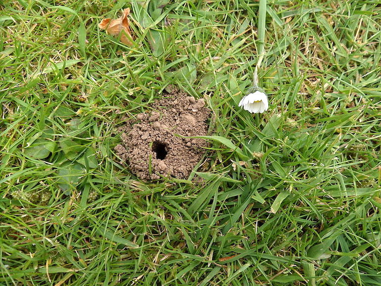 small mound and hole in the ground from a tawny mining bee
