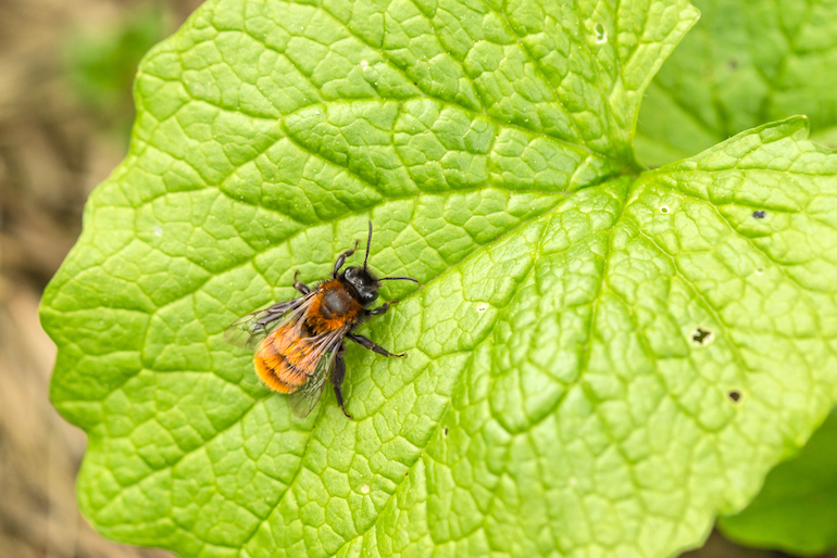 tawny mining bee on a leaf