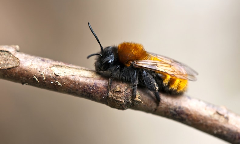 macro shot of a tawny mining bee on a twig