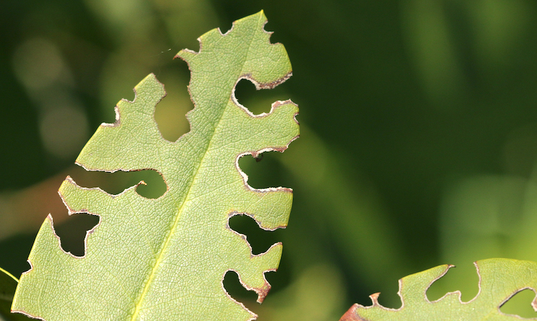 closeup of a damaged leaf with vine weevil notches