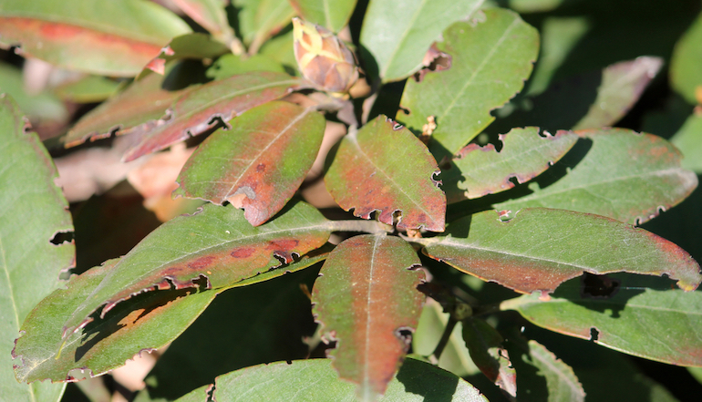 Rhododendron bush with noticeable vine weevil damage