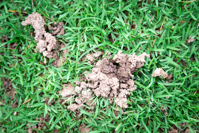 worm casts on a lawn