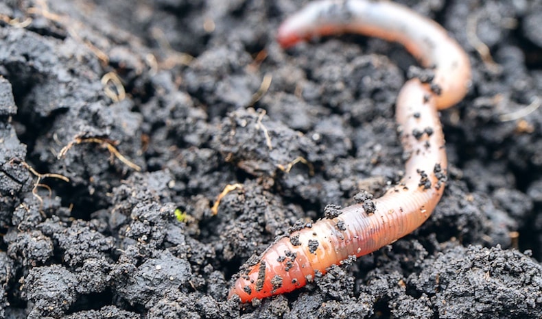 closeup of a worm covered in dirt
