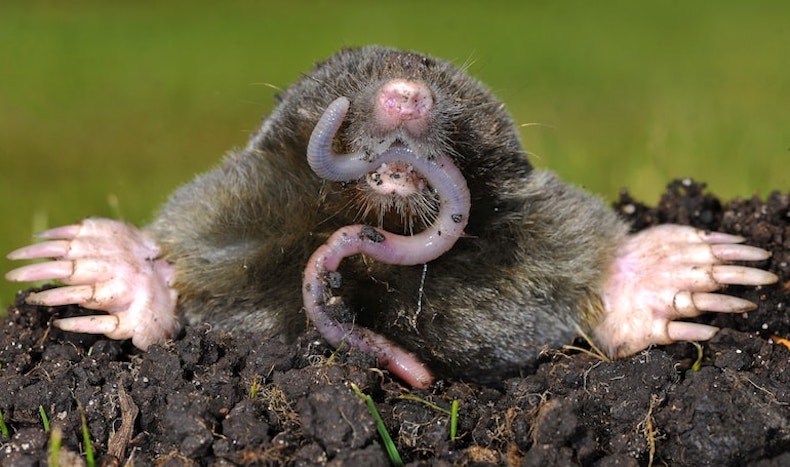 mole eating a worm