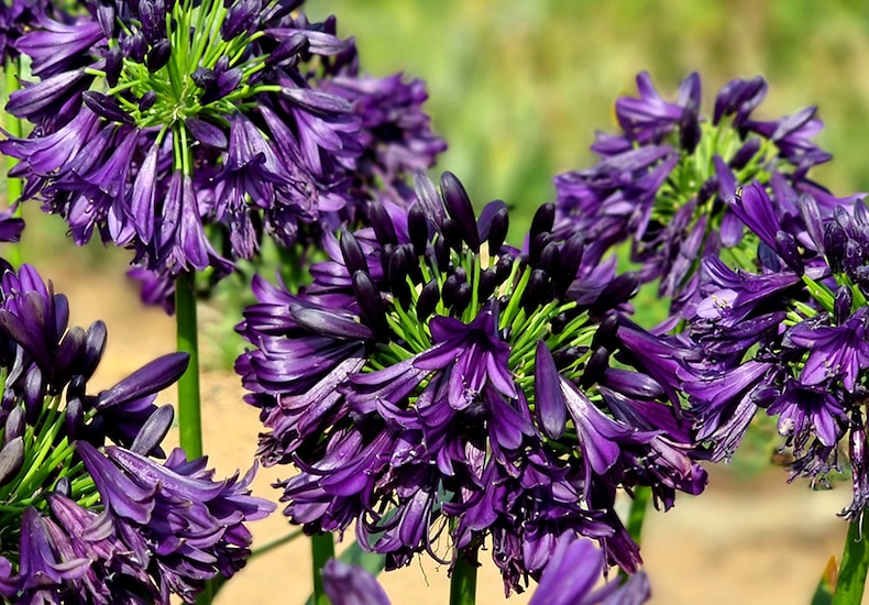 Collection dark purple agapanthus flowers