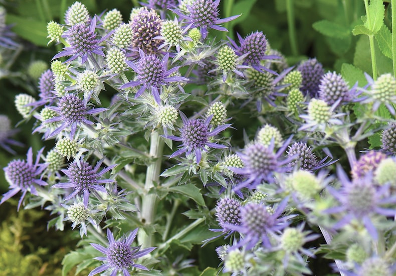 Green and blue sea holly flowers