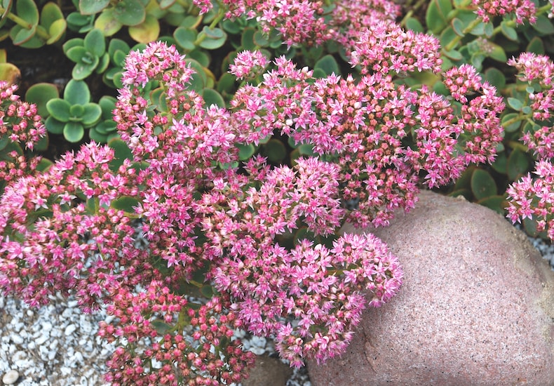 Pink and green sedum plants and flowers