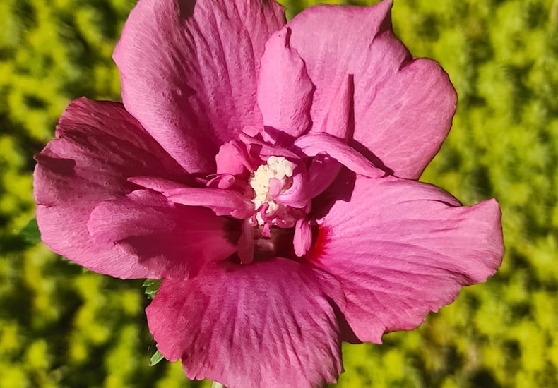 Pink and white hibiscus flower