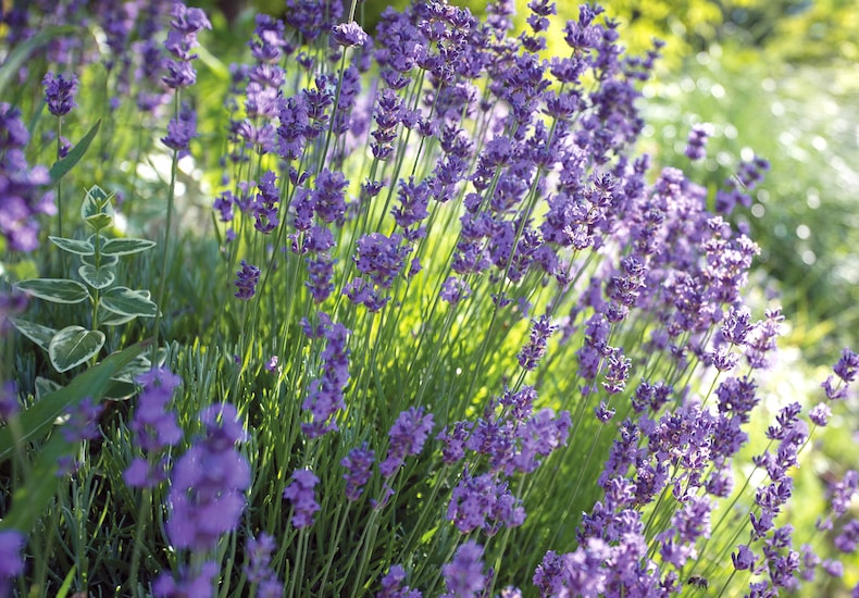 Collection of purple lavender plants