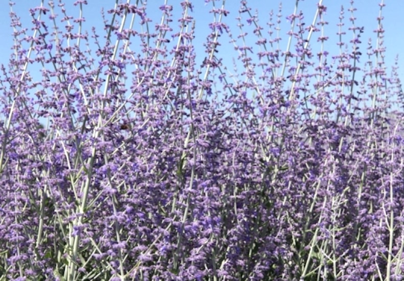 Purple Russian sage plant